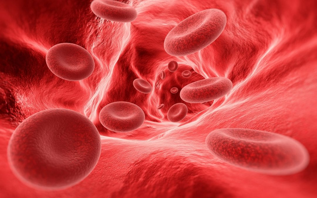Blood cells in the vein