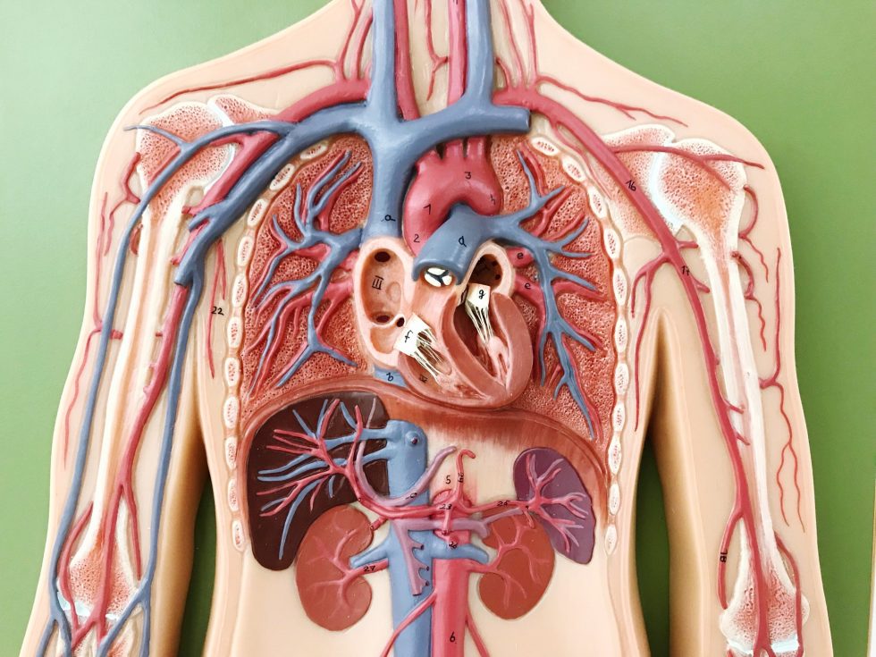 Blood Vessel Dilation How Can It Help You Elements Of Health Care